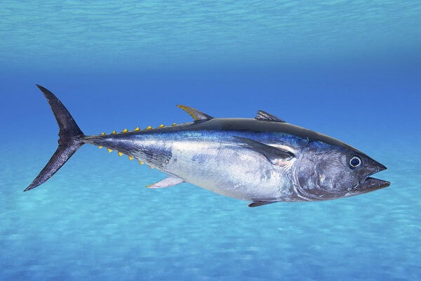 Tuna- Best Testosterone Boosting Foods