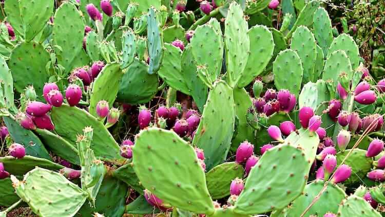 Nopal Cactus For Weight Loss