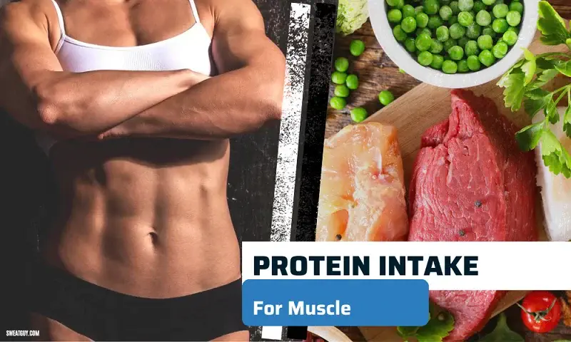 how much protein should a woman eat to gain muscle
