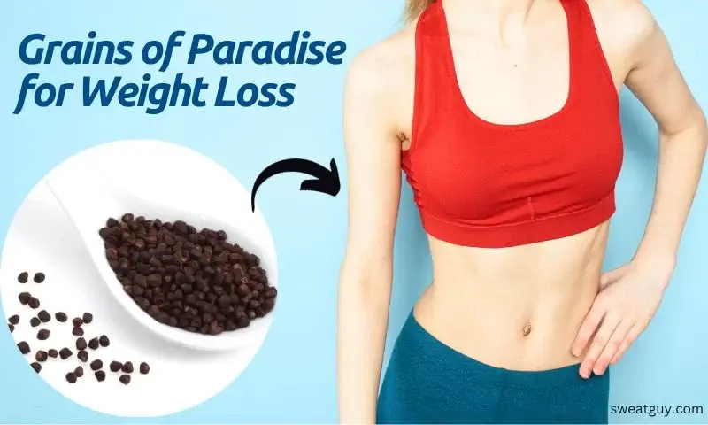 grains of paradise for weight loss