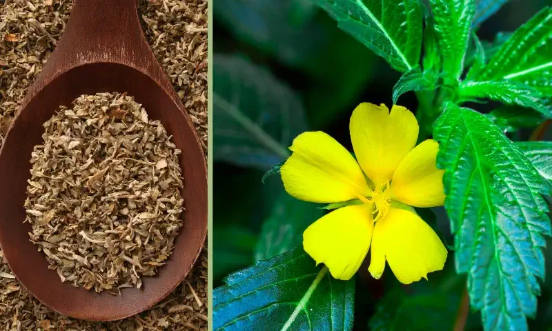 Is Damiana Good for Weight Loss