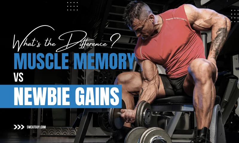 muscle memory vs newbie gains