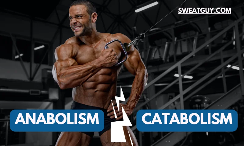anabolic vs catabolic bodybuilding
