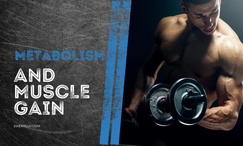 does metabolism affect muscle growth